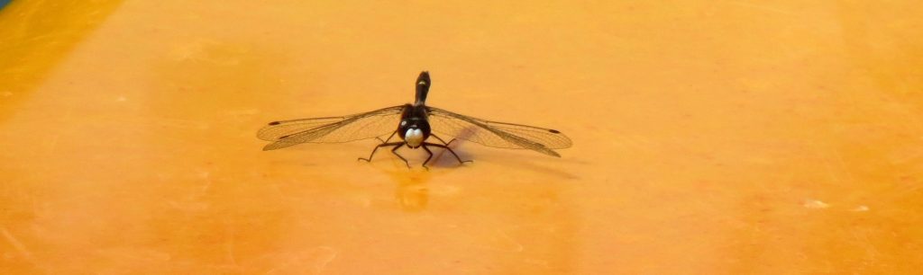 Black dragonfly on yellow kayak