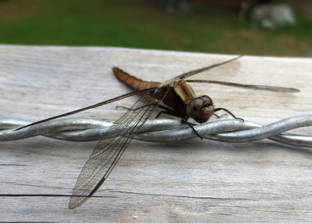 Dragonfly on wooden railing with fly swatter