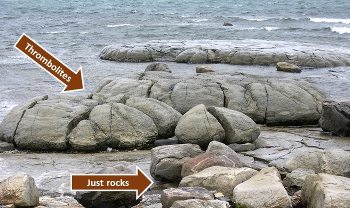Gray rock-like structures that are actually microbial organisms.