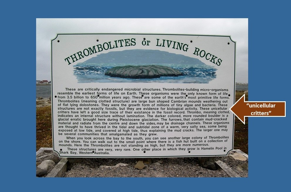 Interpretive sign at site of thrombolites.