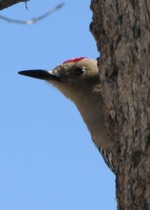 Gila woodpecker peeks out from beind a tree.