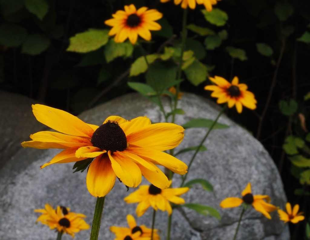 Brown-eyed susans in rock garden