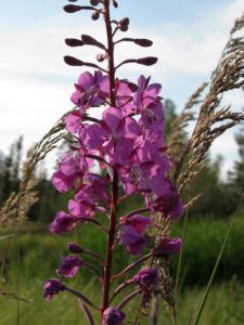 Close-up of purple fireweed in bloom.