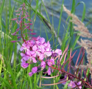 Close of purple fireweed in bloom.