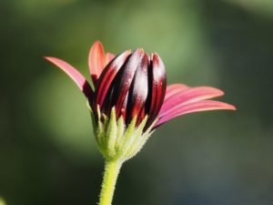 Flower bud, half opened