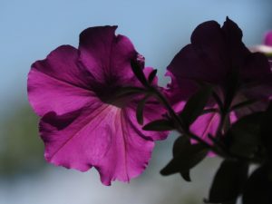 Back view of purple pansy