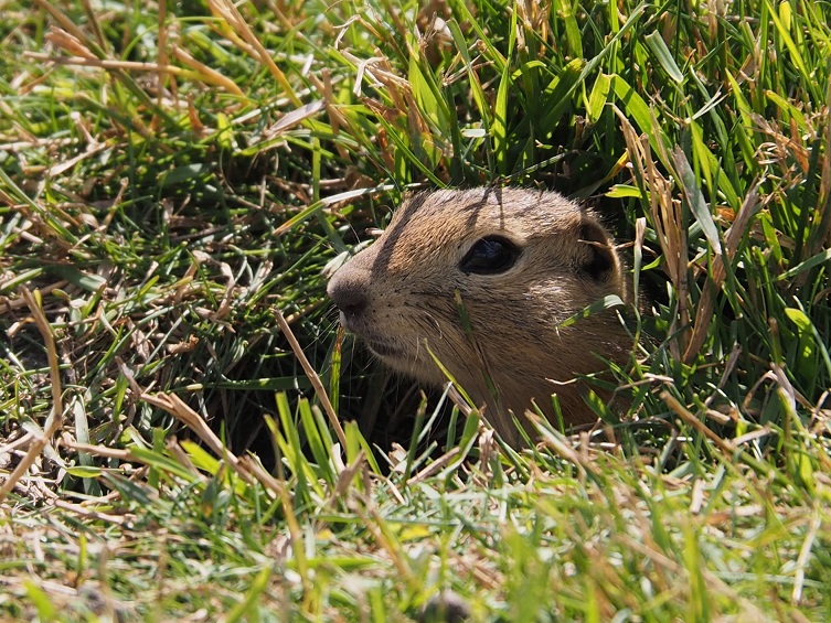 Richardson's ground squirrel poking head out of hole