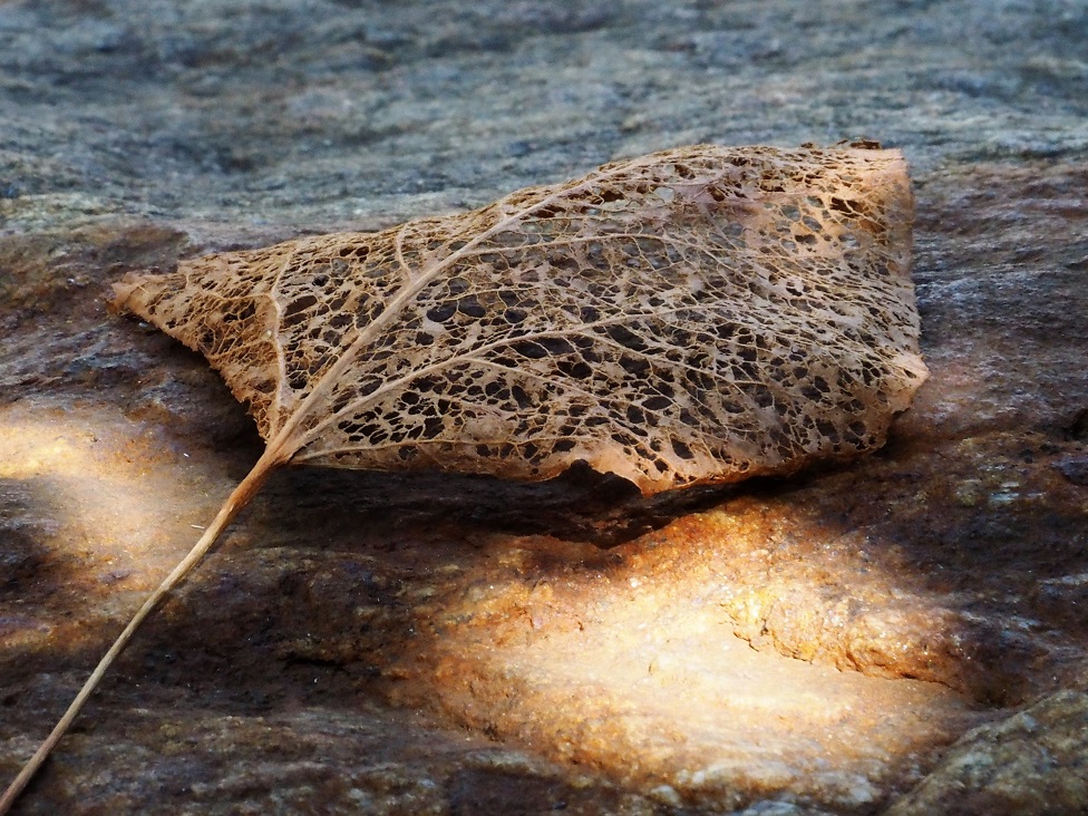 Skeletal leaf on granite boulder