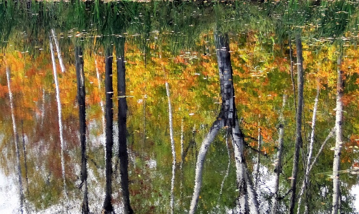 Impressionistic reflection of birch trees in pond.