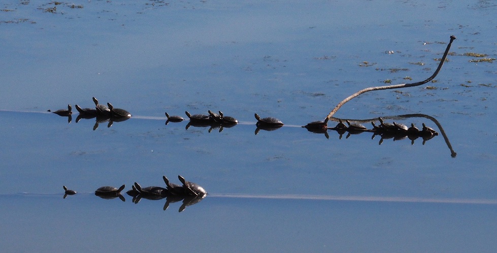 23 turtles on submerged logs