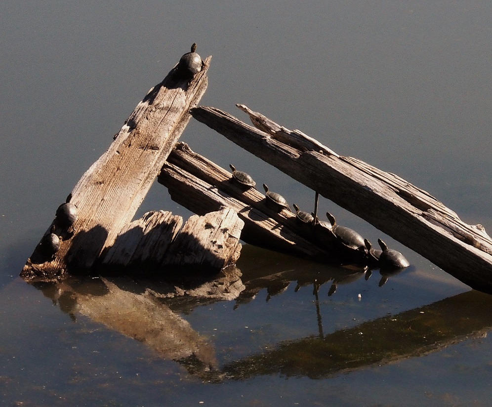 10 turtles on driftwood jutting out of river