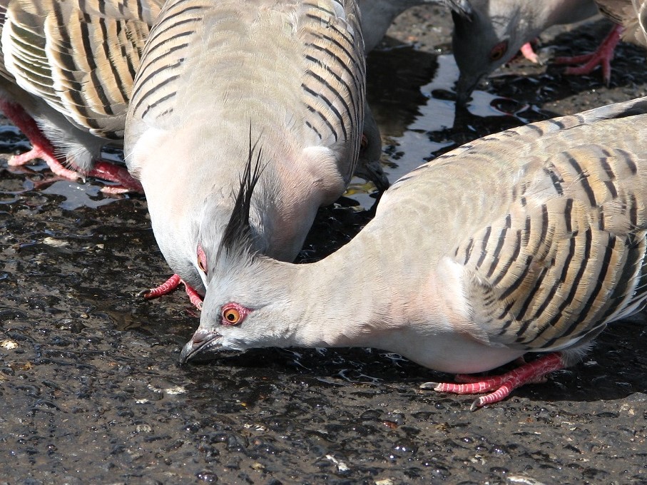 Pigeons lapping up water off parking lot