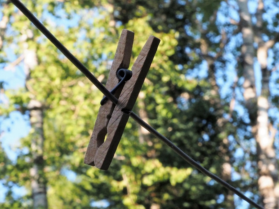 Wooden clothespin on line; birch tress in background.