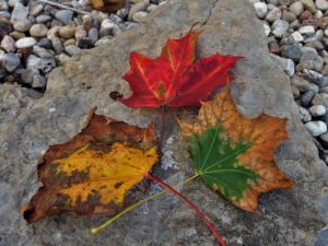 Three maple leaves in three stages of death