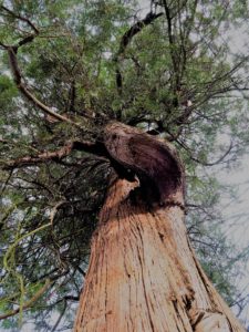 Ovrehead shot looking up the truck of a redwood tree.