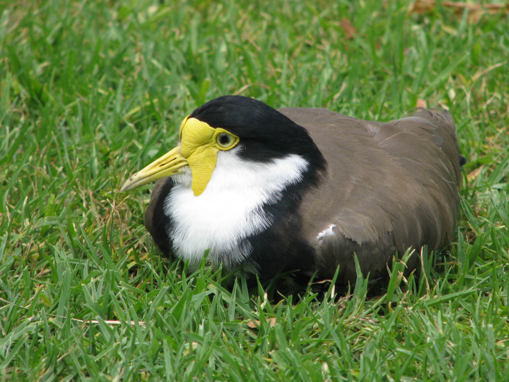 Masked lapwing sitting on ground