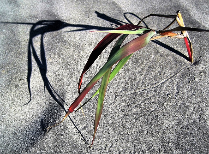 Grass plant and its shadow in sand.