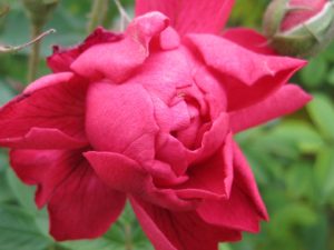 Close-up of red rose, just opening.