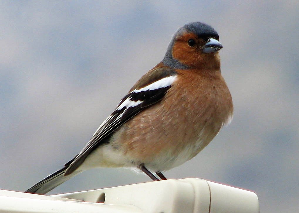 Puffed-up chaffinch with shallow depth of field