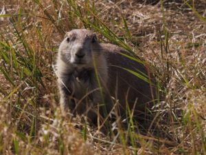 Prairie dog looking at camera as if startled