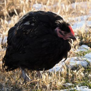 Black fowl, fluffed up against the cold