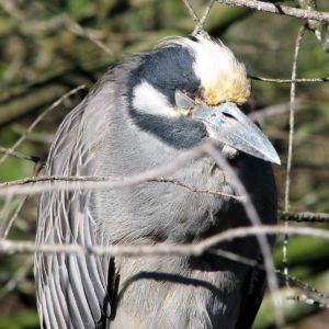 Yellow-crowned night heron, eyes closed to a slit