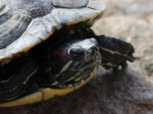 Turtle with necked pulled into shell