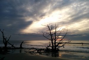 Sunrise backlighting driftwood on the beach at Bull Island.