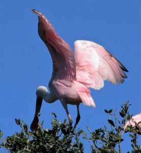 Roseate spoobill on treetop, wings extended.