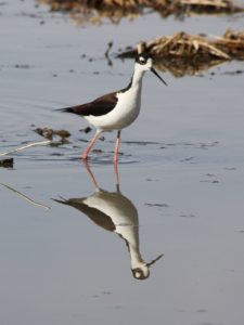 Reflection of black-necked stilt wading in still pond.