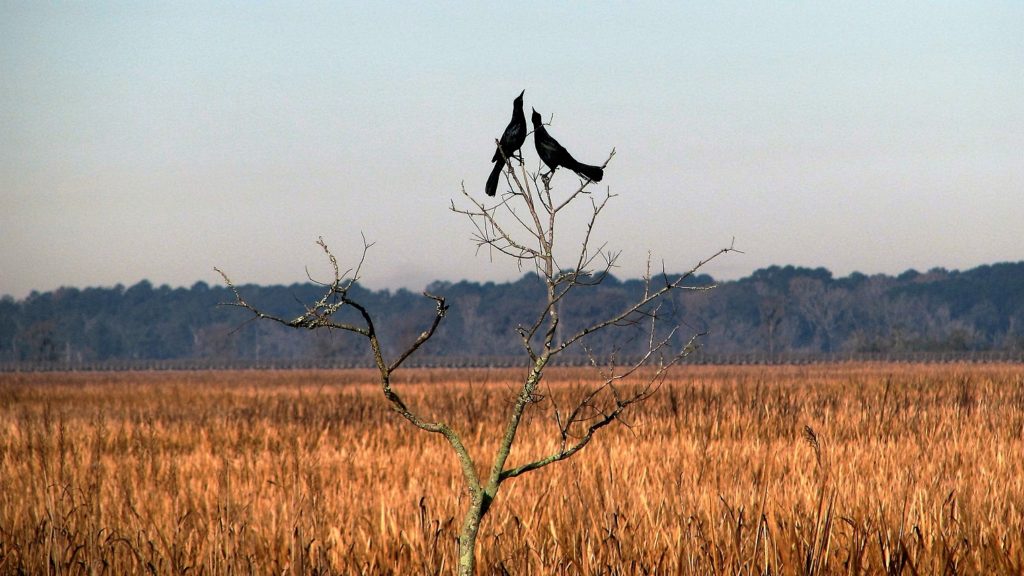 Two grackles in leafless tree; marsh in background