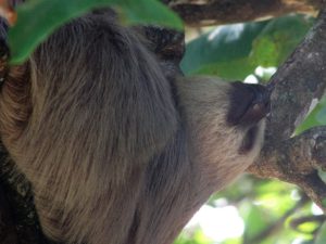Sloth hanging from tree branch