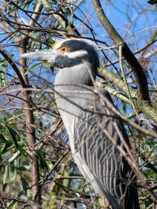 Yellow-crowned night heron sitting upright and alert.