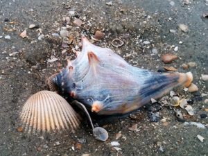 Whelk and shell scatter on sandy beach.