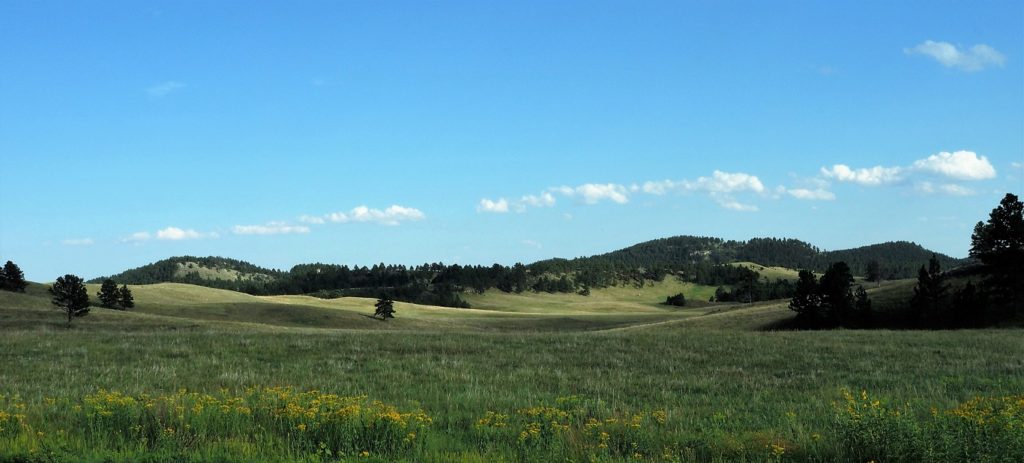 Late afternoon sun on rolling hills in Custer State Park, SD.