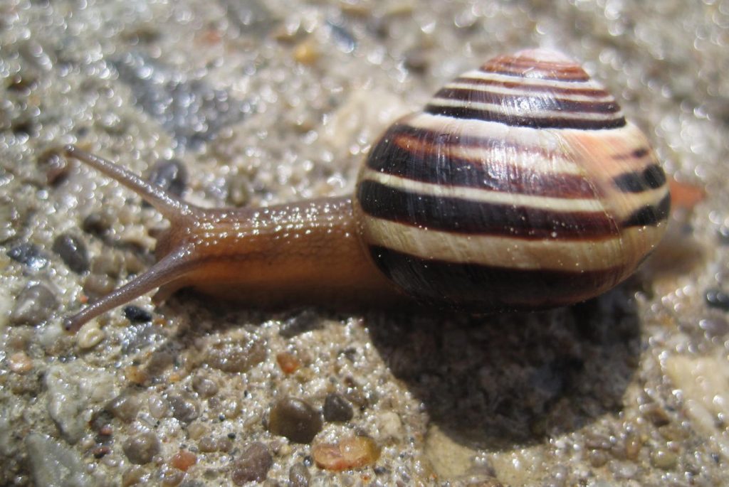 Snail on aggregate sidewalk