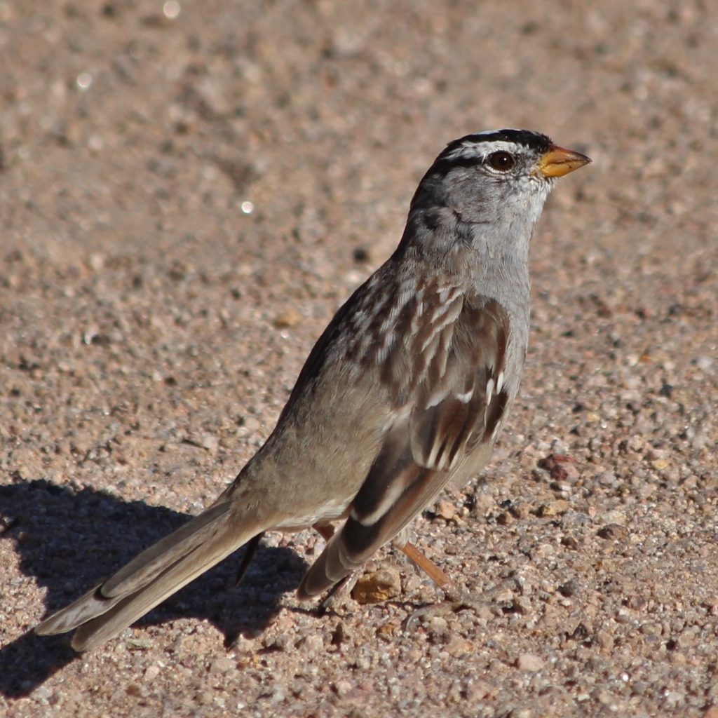 White-crowned sparrow on sandy soil.