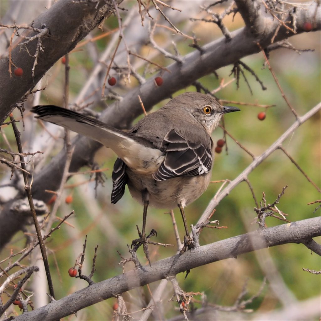 Aft view of northern mockingbird