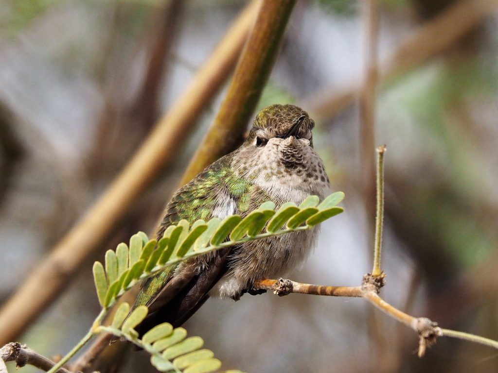 Hummingbird (Anna's?) with screwed-up face.