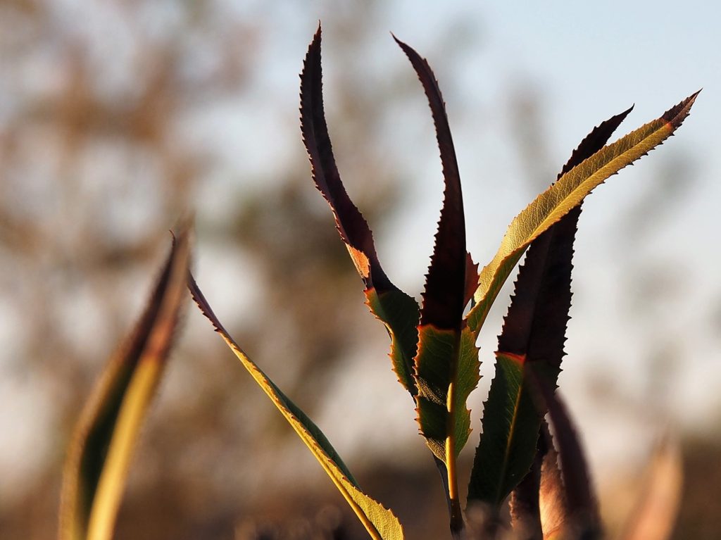 Close-up of multicoloured spear-like leaves.