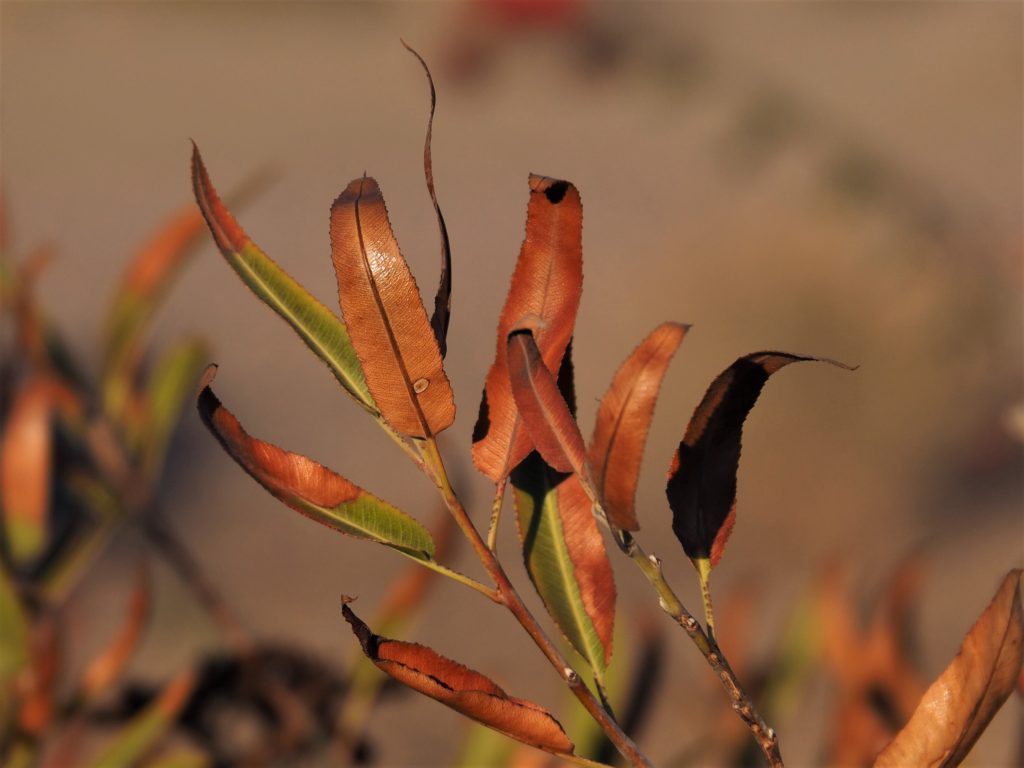 Close-up of browning leaves.