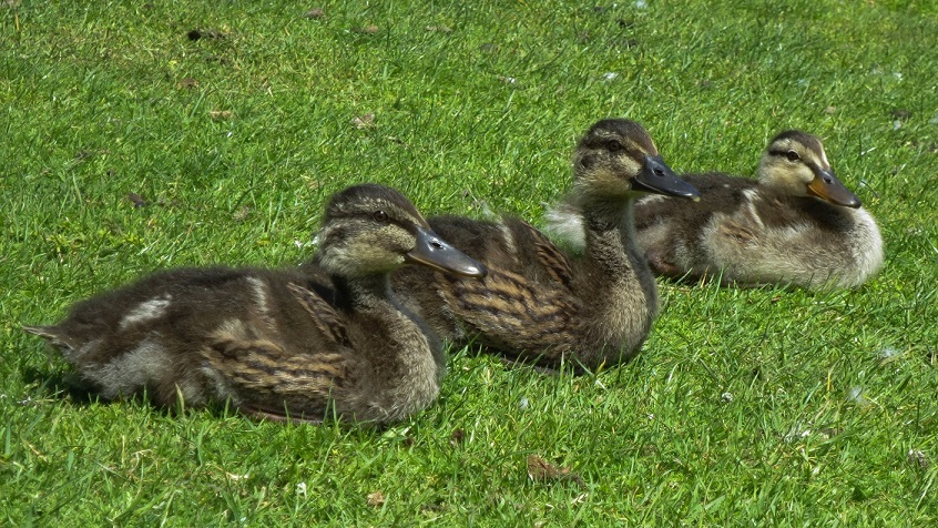 Three ducklings lying on grass