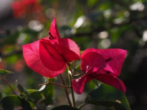 Close-up of red bracts of bougainvillea