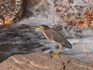 Green heron on rock beside small waterfall