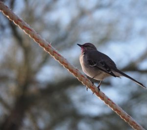 Northern mockingbird on guy wire.