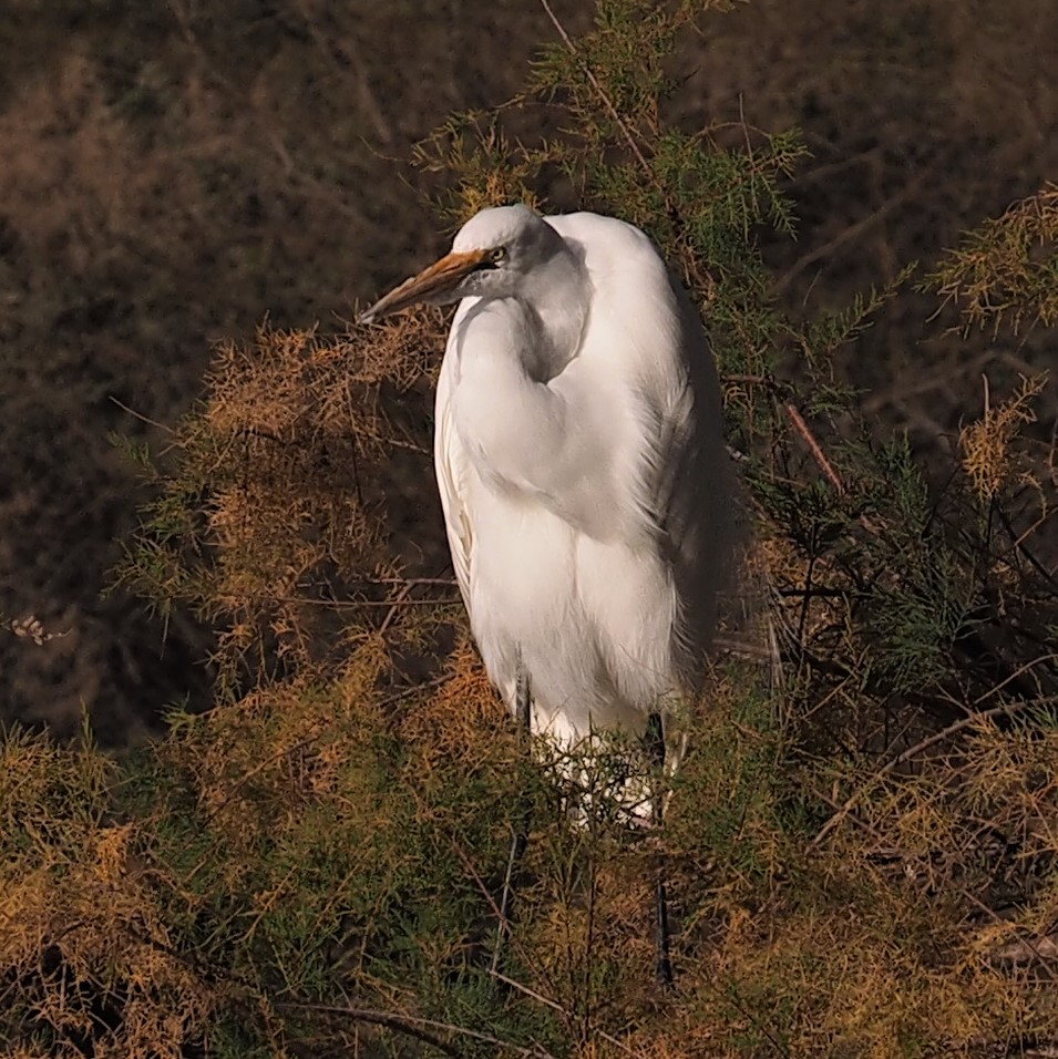 Great egret standing in bush or tree.