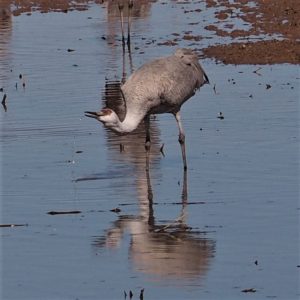 Sandhill crane drinking.