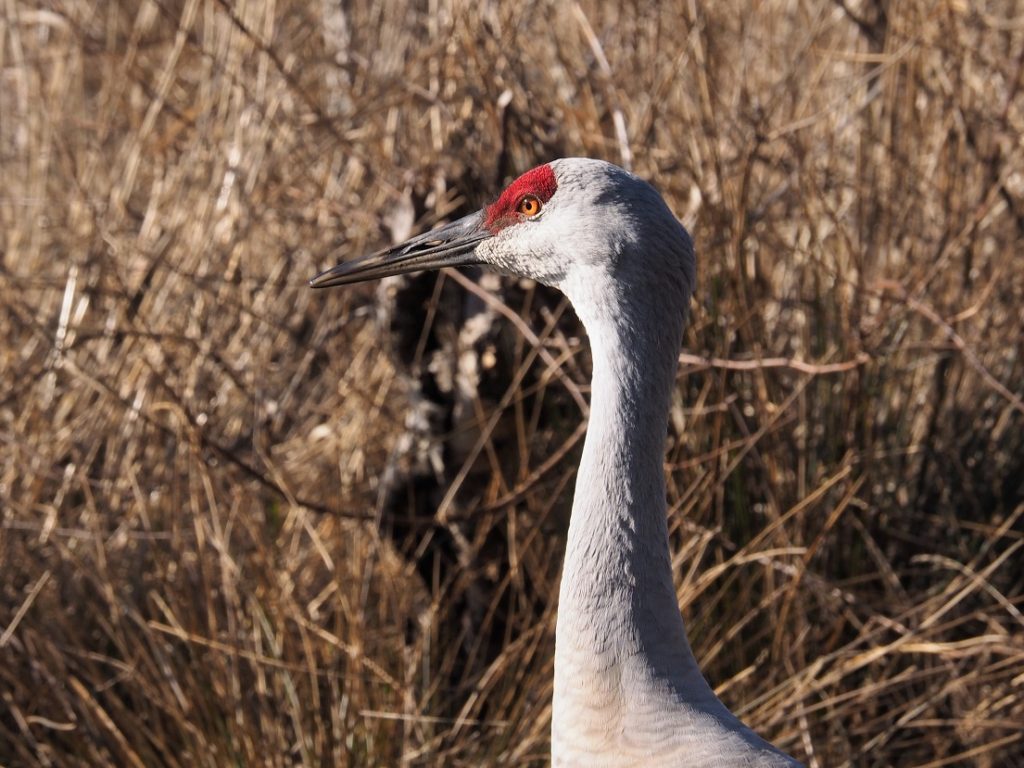 Close-up of sandhill crane