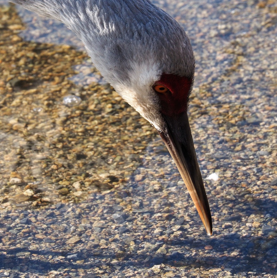 Close-up of sandhill crane, drinking