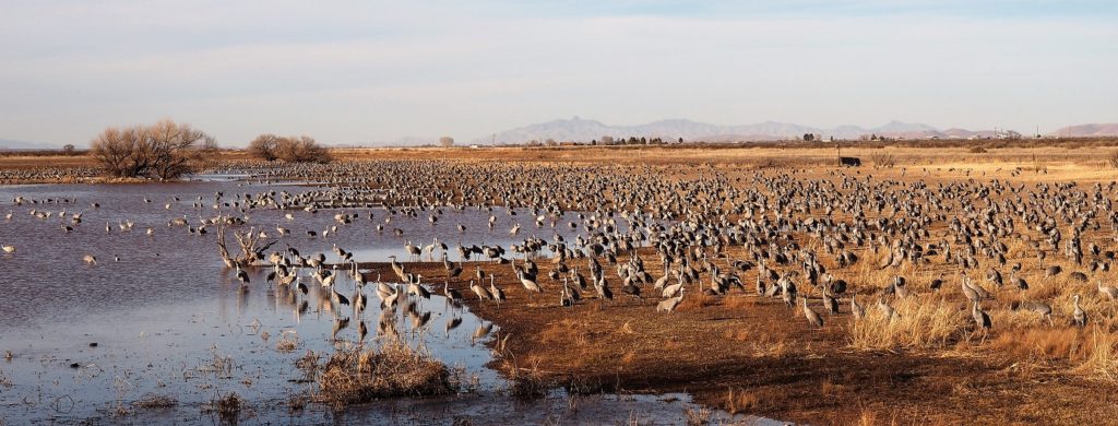 Flock of thousands of sandhill cranes